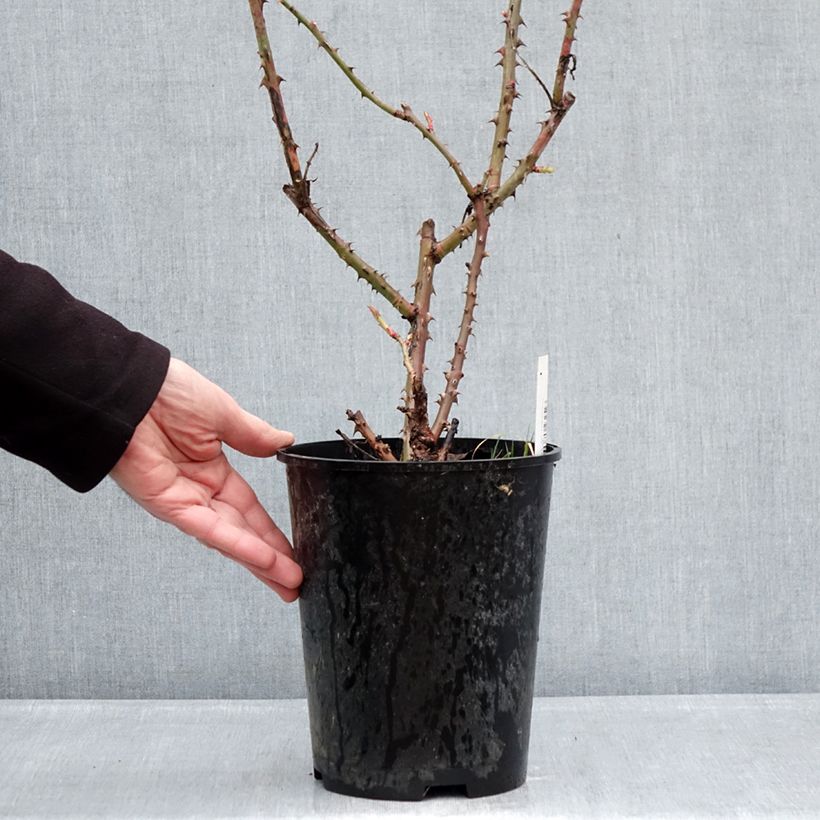 Exemplar von Rosa Niharika - Edelrose Topf mit 4L/5L wie im Winter geliefert