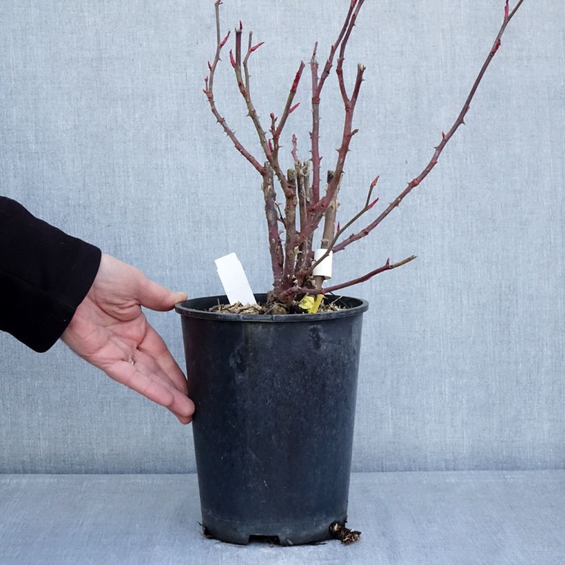 Exemplar von Rosa Noémie de Rothschild - Edelrose Topf mit 4L/5L wie im Winter geliefert