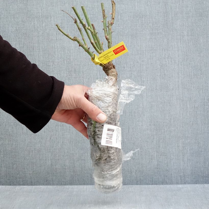 Exemplar von Rosa Noémie de Rothschild - Edelrose Wurzelnackt wie im Winter geliefert