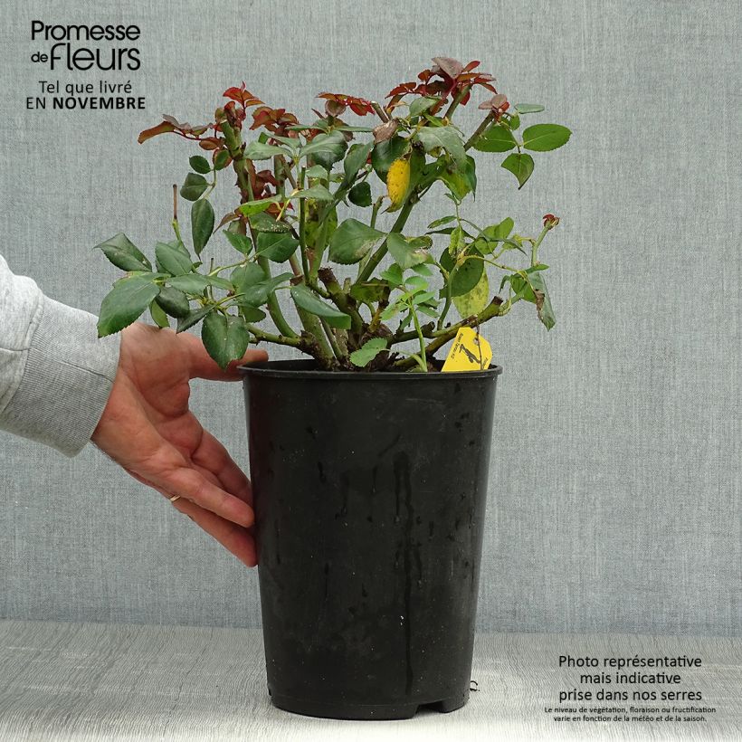 Exemplar von Rosa Nostalgie - Edelrose Topf mit 4L/5L wie im Herbst geliefert