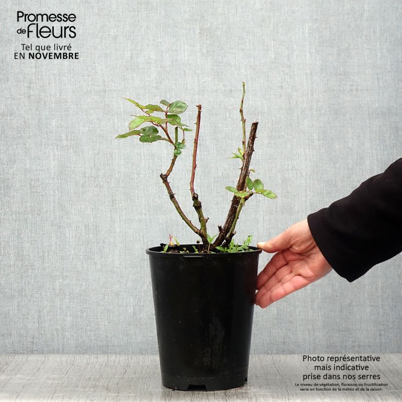 Exemplar von Rosa Oriental Peace - Edelrose Topf mit 4L/5L wie im Herbst geliefert