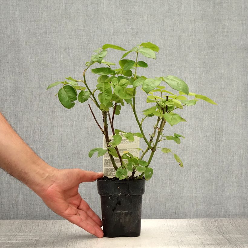 Exemplar von Rosa Oriental Peace - Edelrose Topf 10 cm/11cm wie im Sommer geliefert