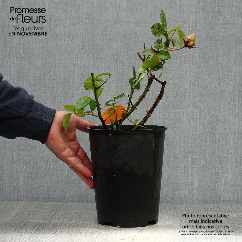 Exemplar von Rosa Pacific Sunset - Edelrose Topf mit 4L/5L wie im Herbst geliefert