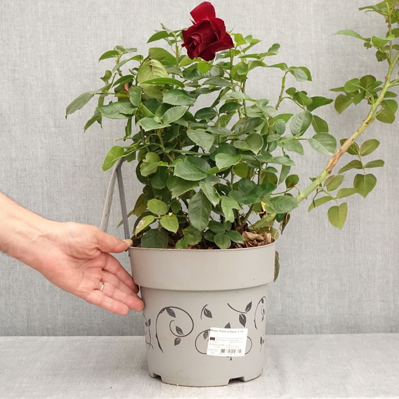 Exemplar von Rosa Paint it Black - Edelrose Topf mit 6L/7L wie im Sommer geliefert