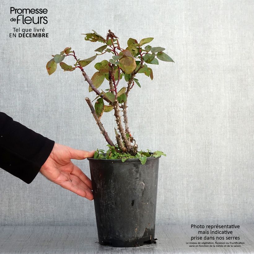 Exemplar von Rosa Panthere Rose - Edelrose Topf mit 4L/5L wie im Herbst geliefert