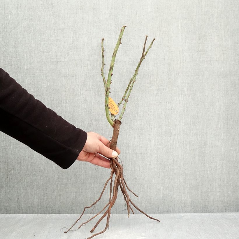 Exemplar von Rosa Panthere Rose - Edelrose Wurzelnackt wie im Winter geliefert