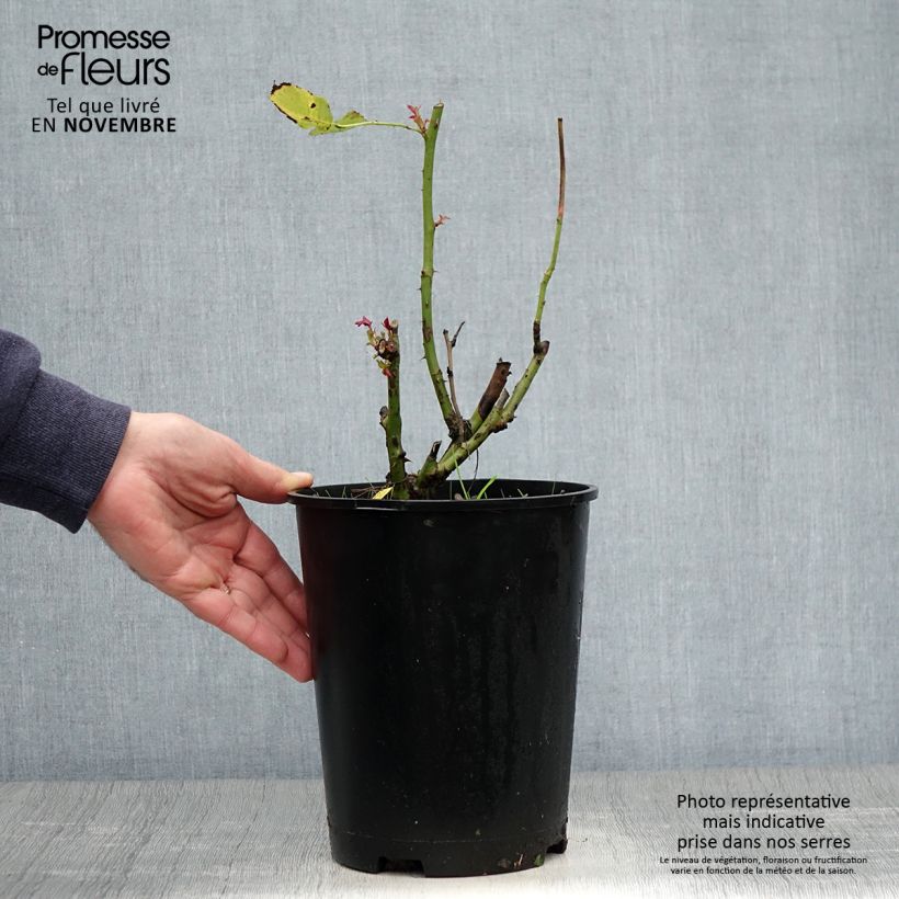 Exemplar von Rosa Pape Jean-Paul II - Edelrose Topf mit 4L/5L wie im Herbst geliefert