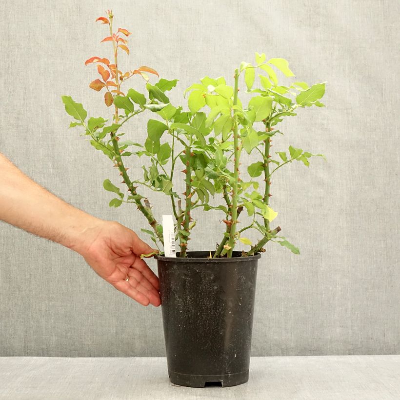 Exemplar von Rosa Parfum de Liberté - Edelrose Topf mit 4L/5L wie im Sommer geliefert