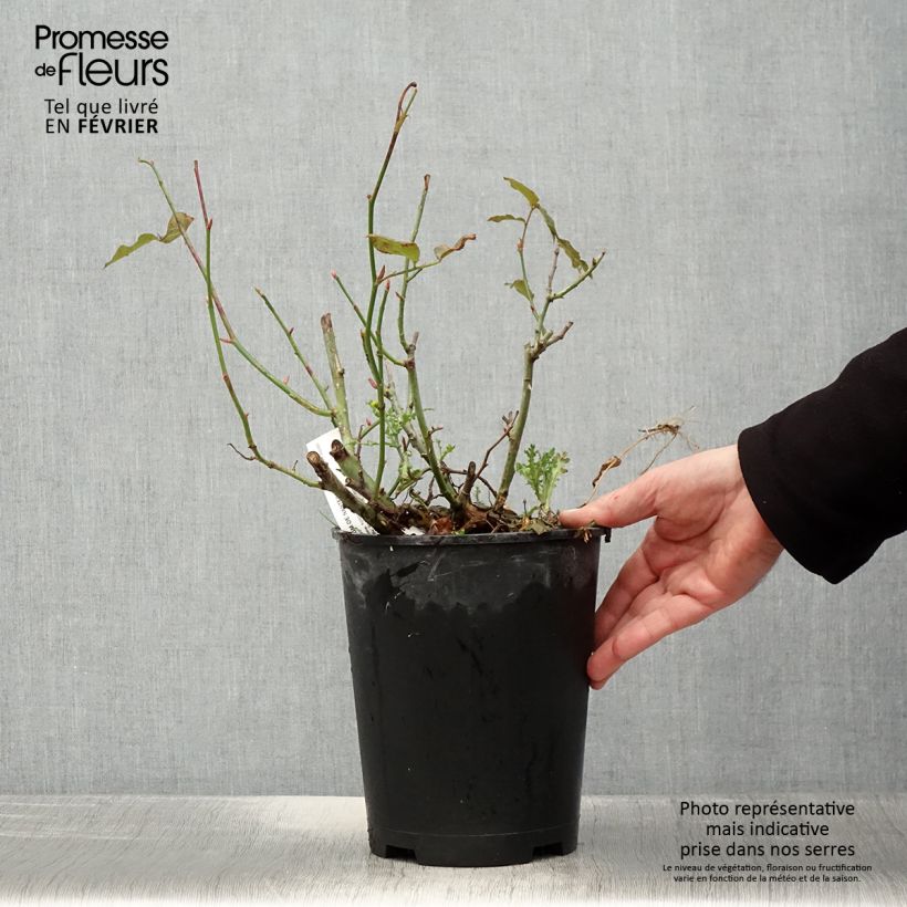 Exemplar von Rosa Parfum de Nantes - Edelrose Topf mit 4L/5L wie im Winter geliefert