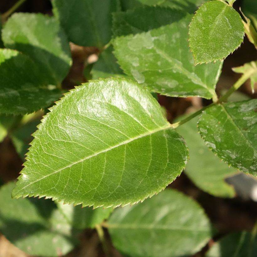 Rosa Perfume Factory - Edelrose (Laub)