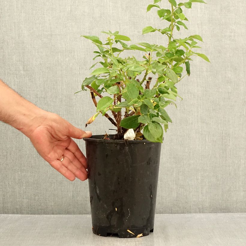 Exemplar von Rosa Perfume Factory - Edelrose Topf mit 4L/5L wie im Sommer geliefert