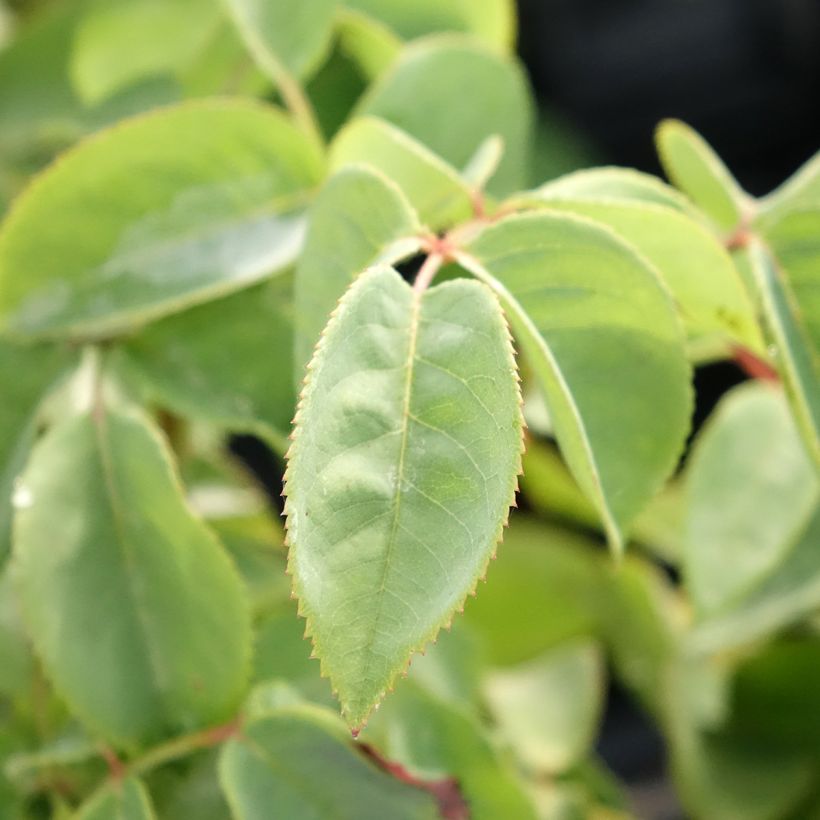 Rosa Perugino - Edelrose (Laub)