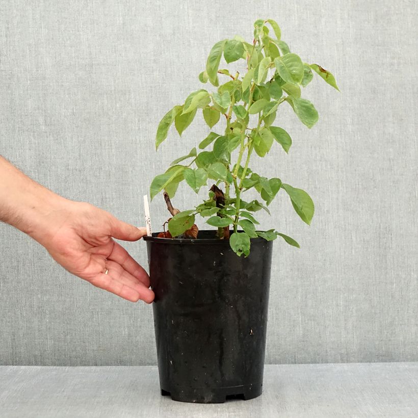 Exemplar von Rosa Perugino - Edelrose Topf mit 4L/5L wie im Sommer geliefert