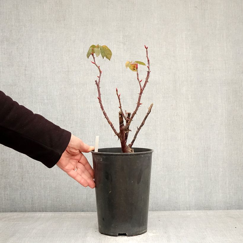 Exemplar von Rosa Perugino - Edelrose Topf mit 4L/5L wie im Winter geliefert