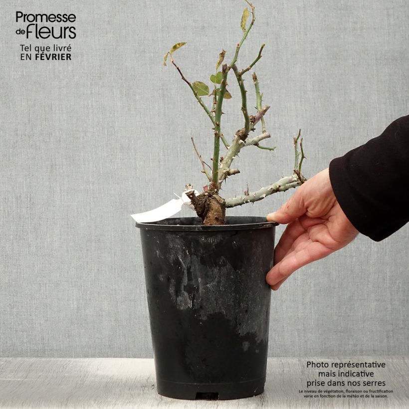 Exemplar von Rosa Pierre de Luxembourg - Edelrose Topf mit 4L/5L wie im Winter geliefert