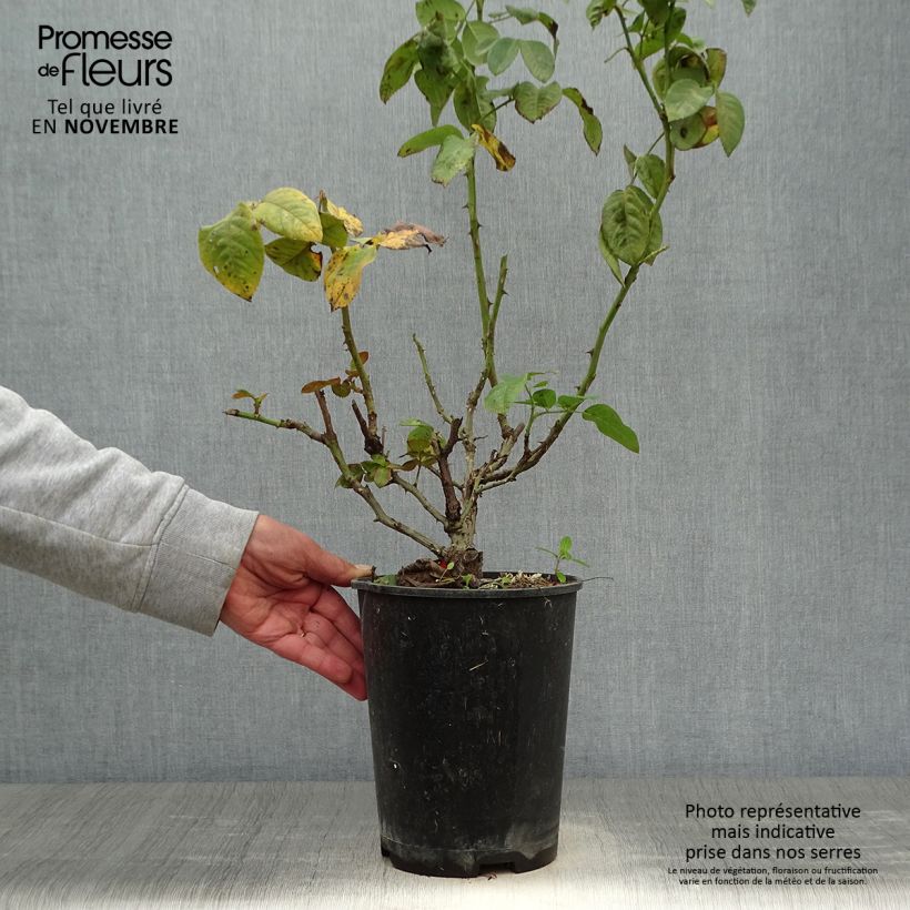 Exemplar von Rosa Pink Eureka - Edelrose Topf mit 4L/5L wie im Herbst geliefert