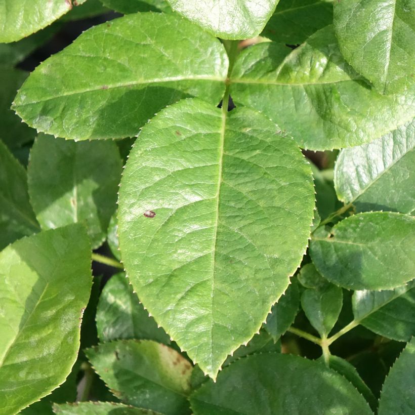 Rosa Pink Eureka - Edelrose (Laub)