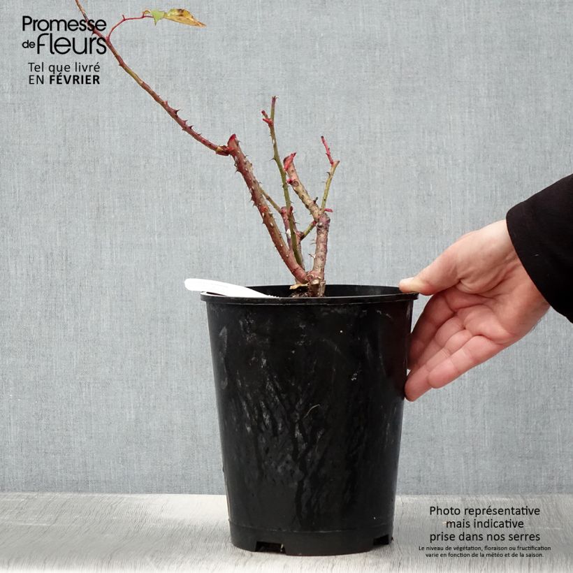 Exemplar von Rosa Pink Paradise - Edelrose Topf mit 3L/4L wie im Winter geliefert