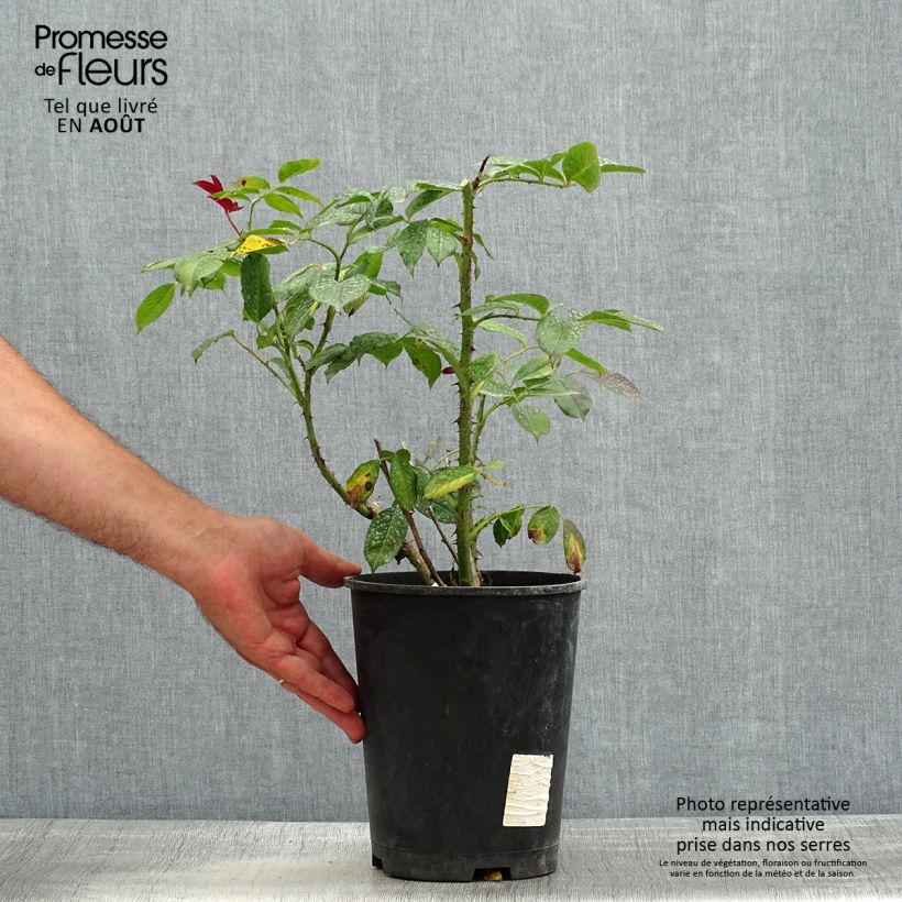 Exemplar von Rosa Poseidon - Edelrose Topf mit 4L/5L wie im Sommer geliefert