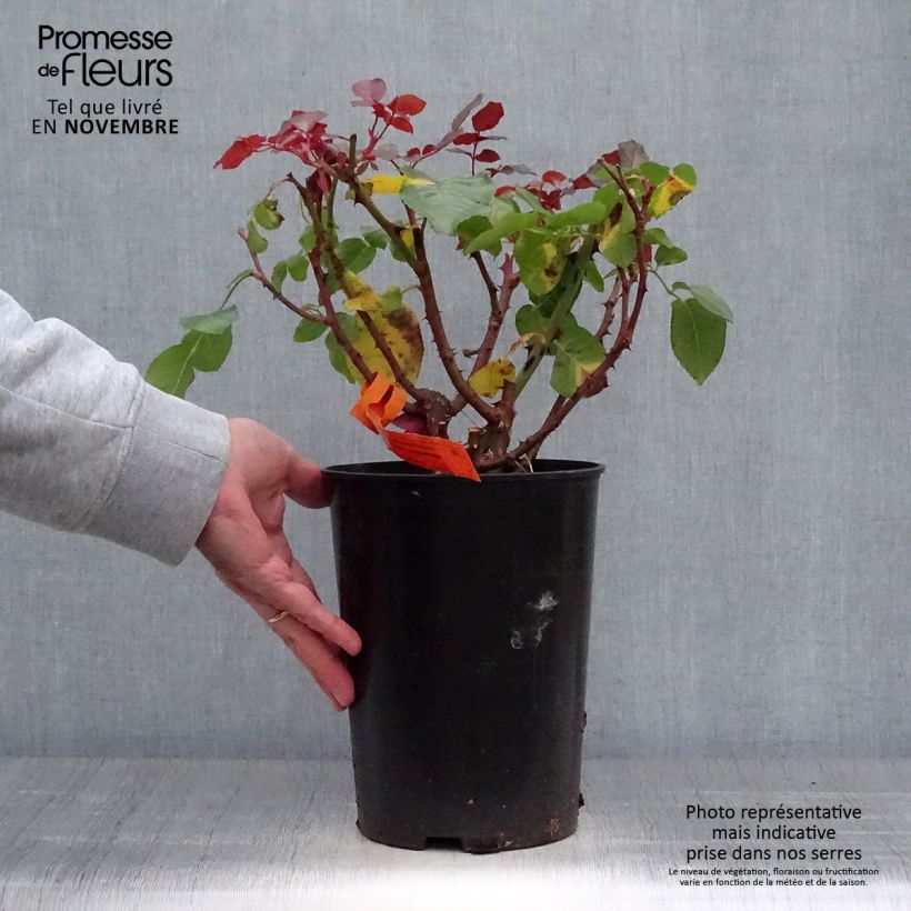 Exemplar von Rosa Prince Jardinier - Edelrose Topf mit 4L/5L wie im Herbst geliefert