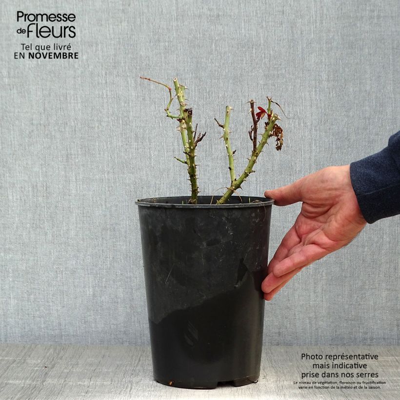 Exemplar von Rosa Princesse Alexandra Renaissance - Edelrose Topf mit 4L/5L wie im Herbst geliefert