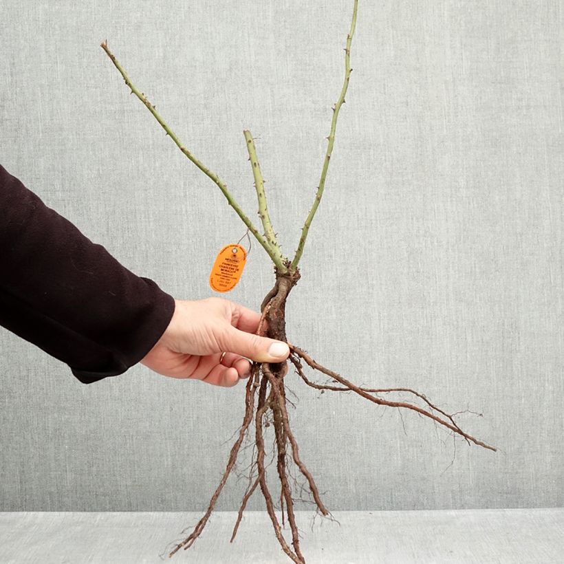 Exemplar von Rosa Princesse Charlène de Monaco - Edelrose Wurzelnackt wie im Winter geliefert