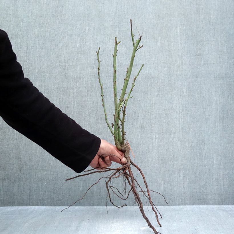 Exemplar von Rosa Prinzessin von Monaco - Edelrose Wurzelnackt wie im Winter geliefert