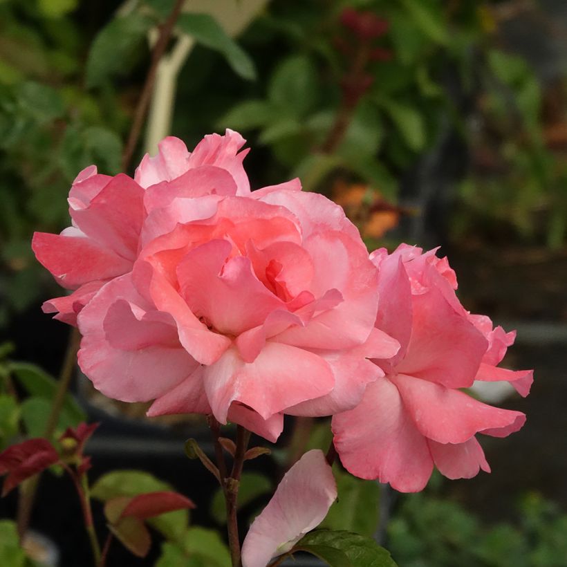 Rosa Queen Elisabeth - Edelrose (Blüte)
