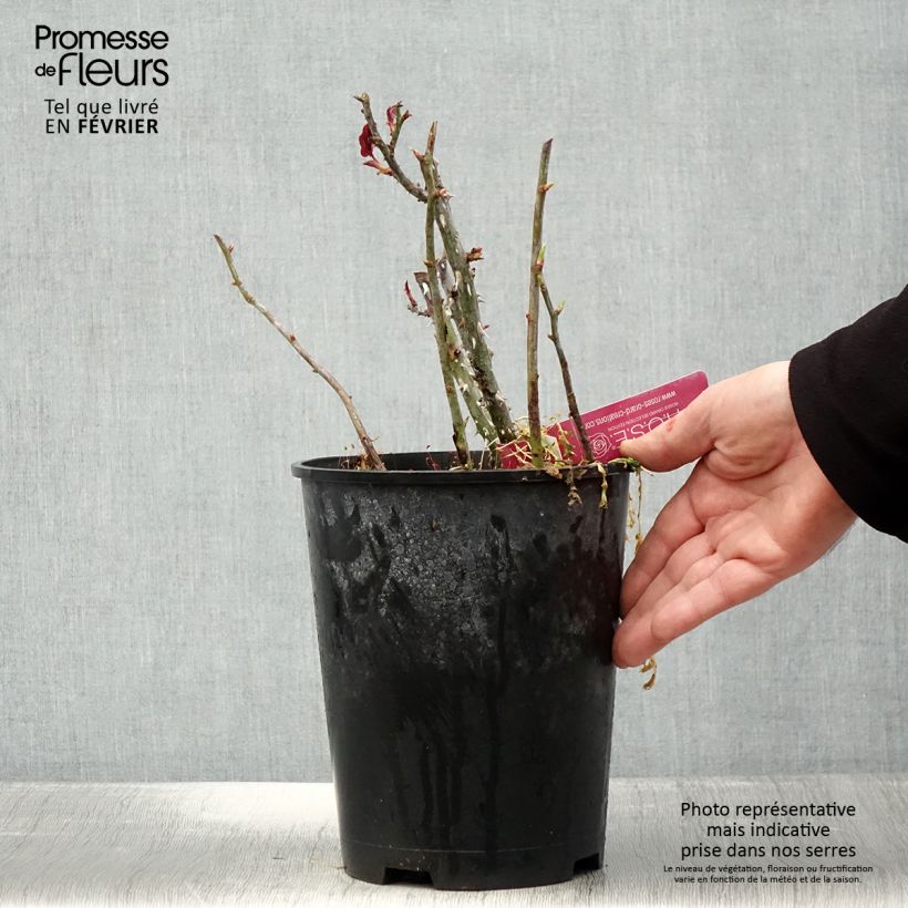 Exemplar von Rosa Reine des Parfums - Edelrose Topf mit 4L/5L wie im Winter geliefert