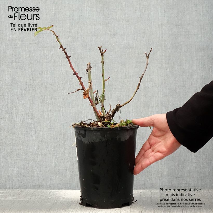 Exemplar von Rosa Ruban Rouge - Edelrose Topf mit 4L/5L wie im Winter geliefert