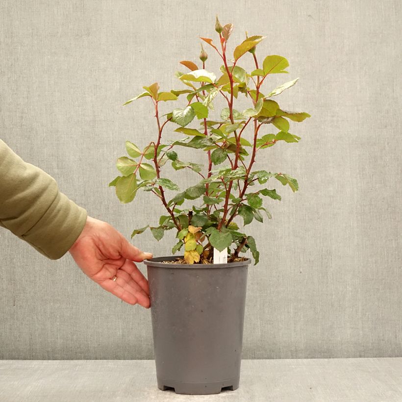 Exemplar von Rosa Schwarze Madonna - Edelrose Topf mit 4L/5L wie im Frühjahr geliefert