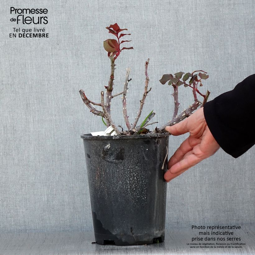 Exemplar von Rosa Simone Veil - Edelrose Topf mit 4L/5L wie im Herbst geliefert