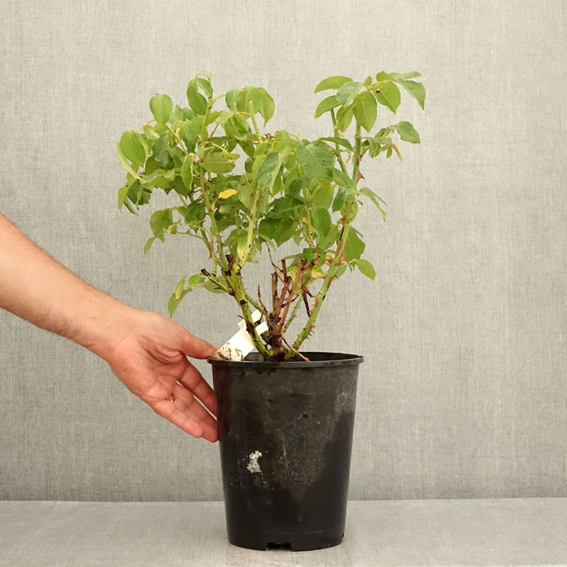 Exemplar von Rosa Sophia Renaissance - Edelrose Topf mit 4L/5L wie im Sommer geliefert