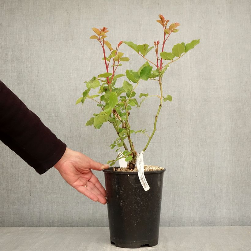 Exemplar von Rosa Sophie Rochas - Edelrose Topf mit 3L/4L wie im Frühjahr geliefert