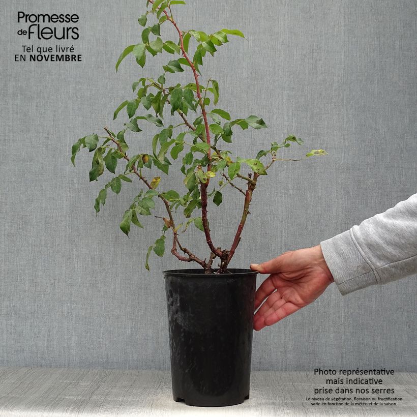 Exemplar von Rosa Sunny Sky - Edelrose Topf mit 4L/5L wie im Herbst geliefert