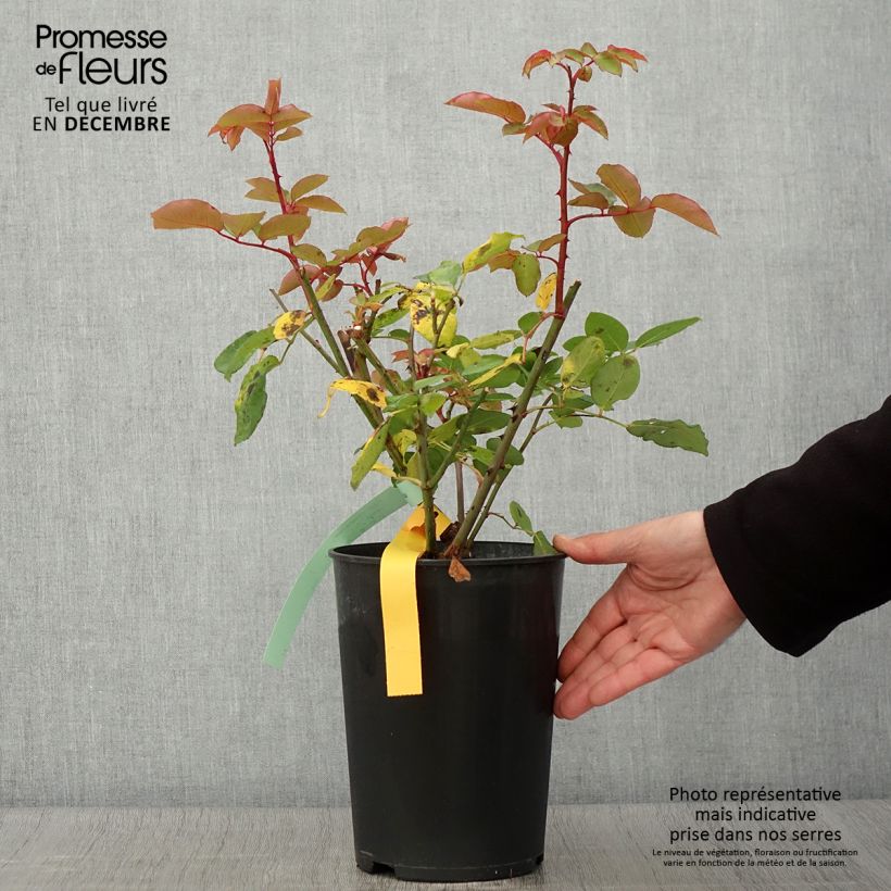 Exemplar von Rosa The McCartney Rose - Edelrose Topf mit 4L/5L wie im Herbst geliefert
