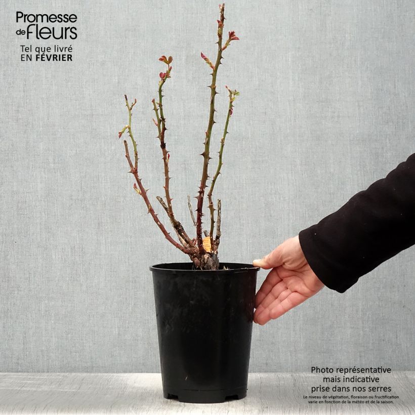 Exemplar von Rosa Traviata - Edelrose Topf mit 4L/5L wie im Winter geliefert