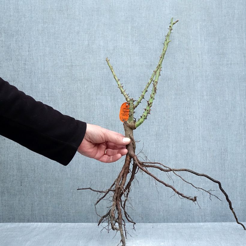 Exemplar von Rosa Traviata - Edelrose Wurzelnackt wie im Winter geliefert