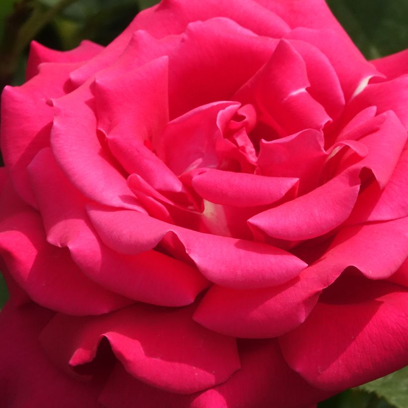 Rosa Velasquez - Edelrose (Blüte)