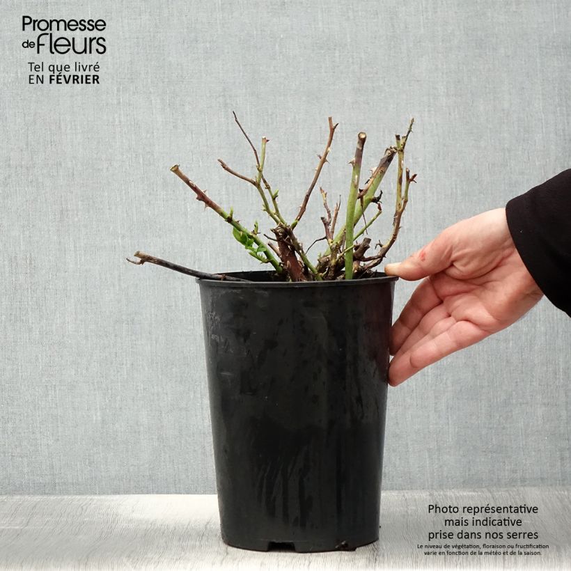 Exemplar von Rosa Ville de Chine - Edelrose Topf mit 4L/5L wie im Winter geliefert