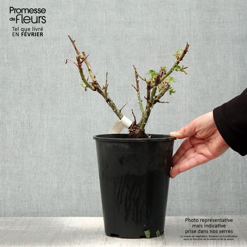 Exemplar von Rosa Ville de Fontenay-aux-Roses - Edelrose Topf mit 4L/5L wie im Winter geliefert