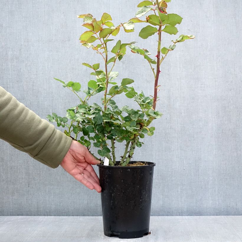 Exemplar von Rosa Vulcano - Edelrose Topf mit 4L/5L wie im Frühjahr geliefert