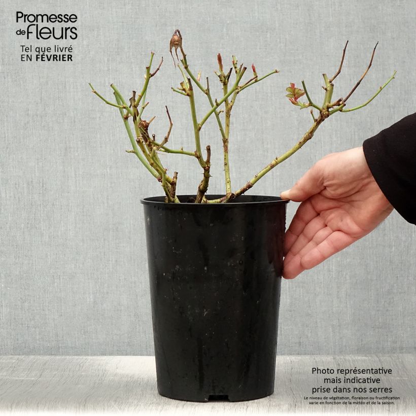 Exemplar von Rosa White Symphony - Edelrose Topf mit 4L/5L wie im Winter geliefert