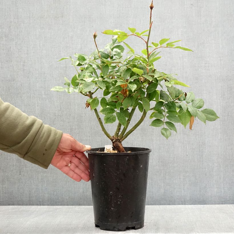 Exemplar von Rosa Womanity - Edelrose Topf mit 4L/5L wie im Frühjahr geliefert