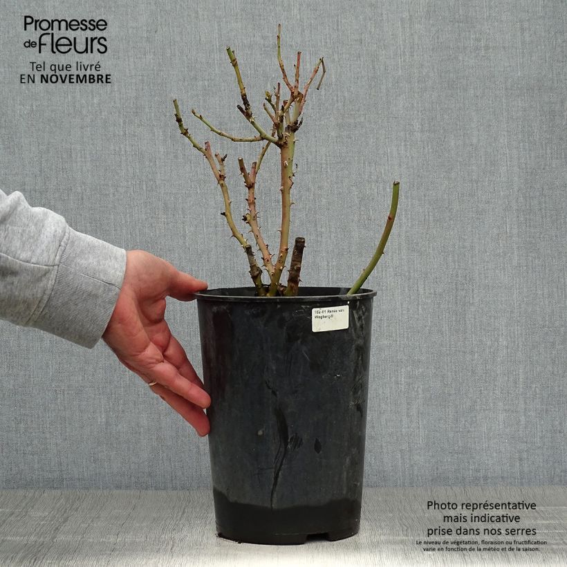Exemplar von Rosa Renée van Wegberg - Buschrose Topf mit 4L/5L wie im Herbst geliefert