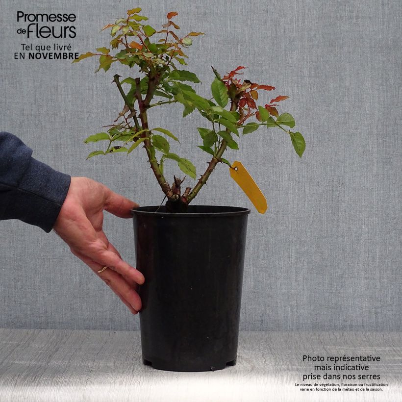 Exemplar von Rosa floribunda Sweet Honey Kormecaso - Beetrose Topf mit 4L/5L wie im Herbst geliefert