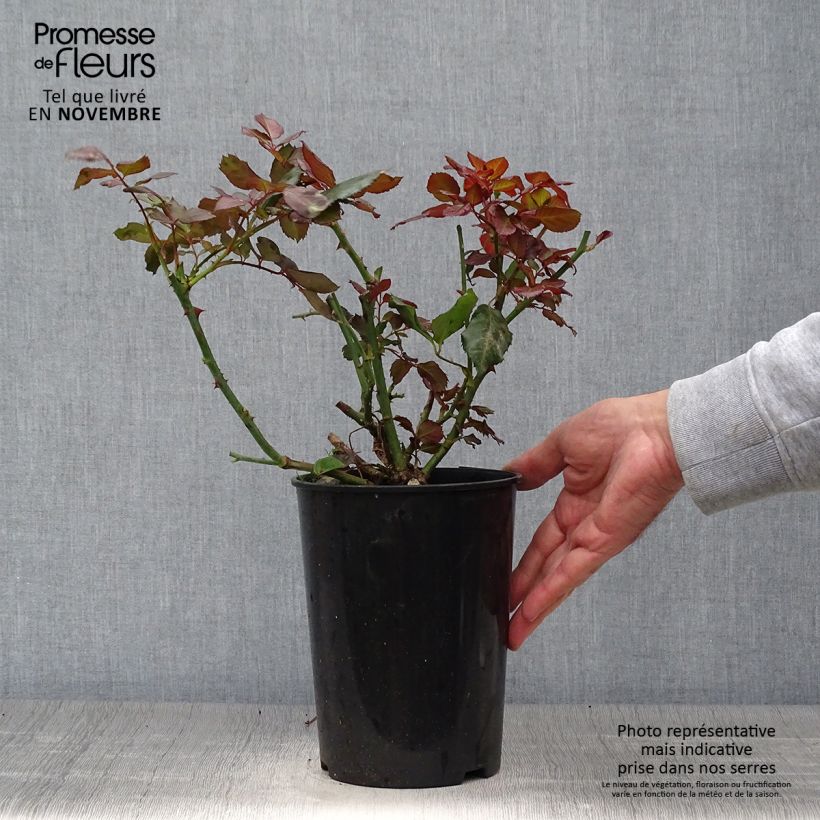 Exemplar von Rosa floribunda The Times - Beetrose Topf mit 4L/5L wie im Herbst geliefert