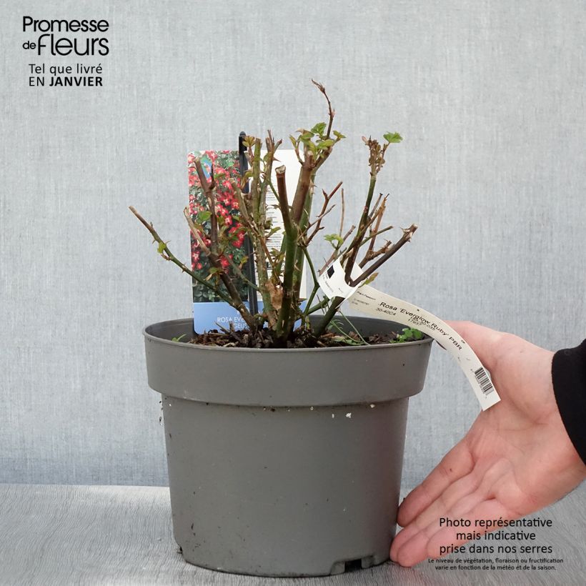 Exemplar von Rosa Everglow Ruby - Beetrose Topf mit 4L/5L wie im Winter geliefert