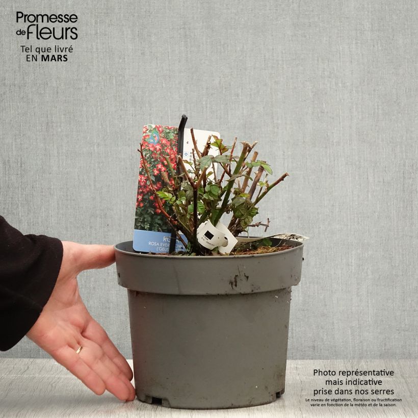 Exemplar von Rosa Everglow Ruby - Beetrose Topf mit 4L/5L wie im Frühjahr geliefert