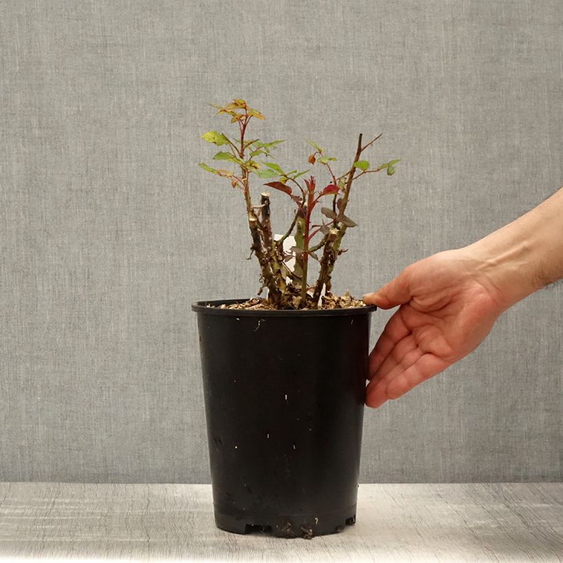 Exemplar von Rosa Birthday Rose Bio - Beetrose Topf mit 4L/5L wie im Frühjahr geliefert